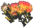 Red and Orange Lehua blossoms (1559 bytes)